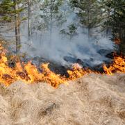 Skogsbrand. Genrebild. 