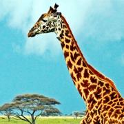 Massajgiraff.