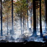 Brandhärjad skog vid Trängslet i somras. 