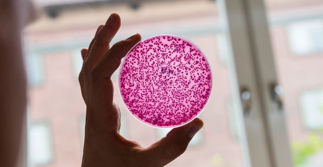 Bakterier resistenta mot antibiotika. Lars Pehrson / SvD / TT / TT NYHETSBYRÅN