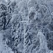 Snötyngd elledning. Arkivbild.