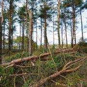 Stormfälld skog efter ovädret Hans. 