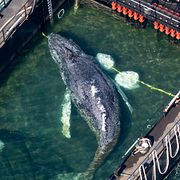 I tre dagar ska valen Timmy fraktas i en pråm för att sedan släppas ut i Nordsjön. Experter har tvivlat på att det kommer att sluta lyckligt.