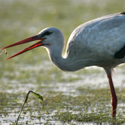 Tjernobyl/Stork i Prypjat