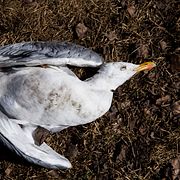 Död mås.