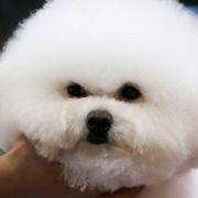 Hund av rasen bichon frisé, arkivbild. 