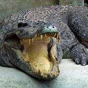 En riktig krokodil i Kambodja.