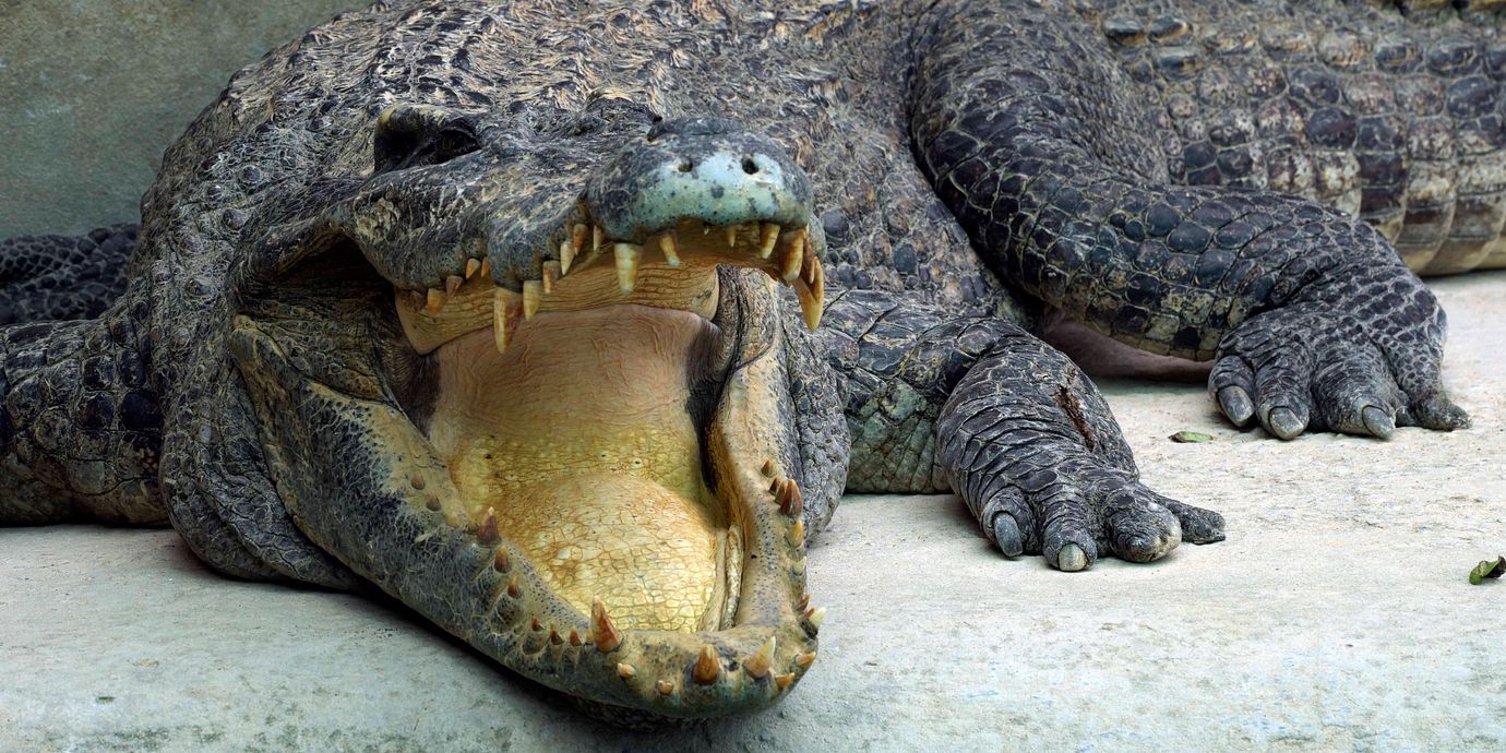 En riktig krokodil i Kambodja.