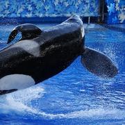 Tilikum