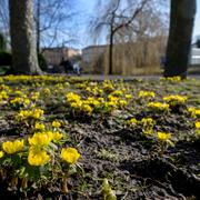 Vårblomman vintergäck har börjat slå ut i södra Sverige. Arkivbild. 