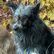 Bilder på de blåfärgade hundarna i Tjornobyl.