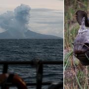 Vulkanen/En noshörning.