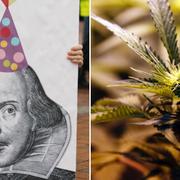 Flicka håller i bild på Shakespeare / Cannabisplanta