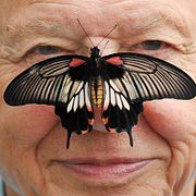 Attenborough med mångformig riddarfjäril på näsan år 2012.