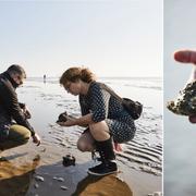 På Danmarks nya matfestival kan du plocka ostron direkt från stranden.