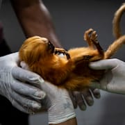 En lejontamarin blir vaccinerad 