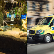 Kubakrokodil på Skansenakvariet/illustrationsbild föreställande ambulans.