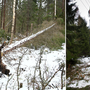 Bild från stormen Alfrida/arkivbild från arbete efter storm.