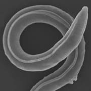 Den upptäckta parasiten levde samtidigt som mammuten. TT