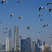 Fiskmåsar i Abu Dhabi.