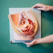  En anatomisk modell över en kvinnas underliv. 
