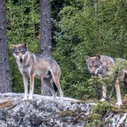 Vargar i norsk djurpark. 