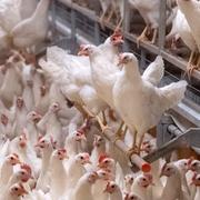 
Värphöns hos Skåneägg i Mörarp.  Arkivbild. 