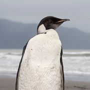 En kejsarpingvin på nyzeeländsk mark.