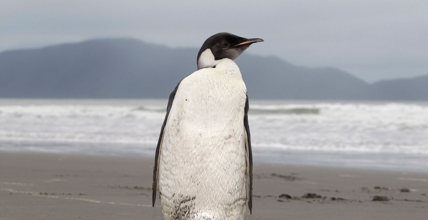 En kejsarpingvin på nyzeeländsk mark.