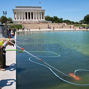 Parkanställda städar upp i vattenspegeln Lincoln Memorial Reflecting Pool efter en algblomning.