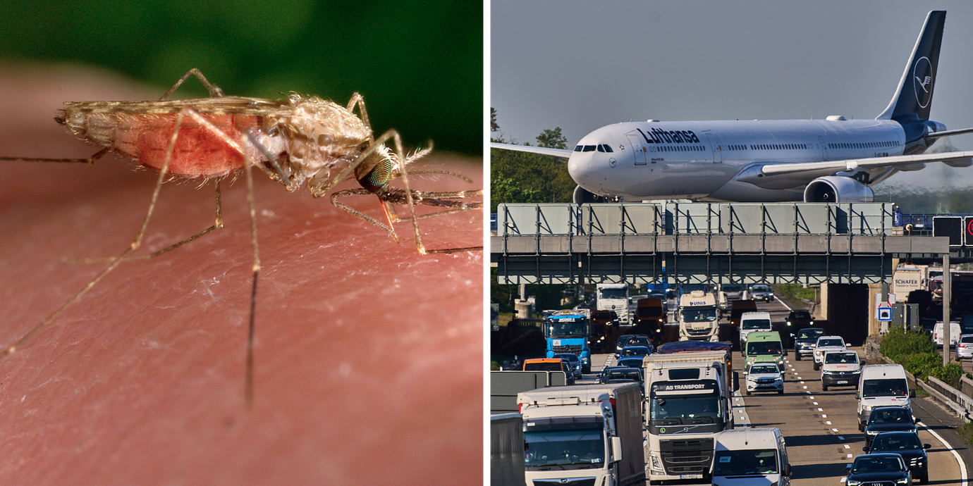 Malariamygga. Flygplatsen i Frankfurt.