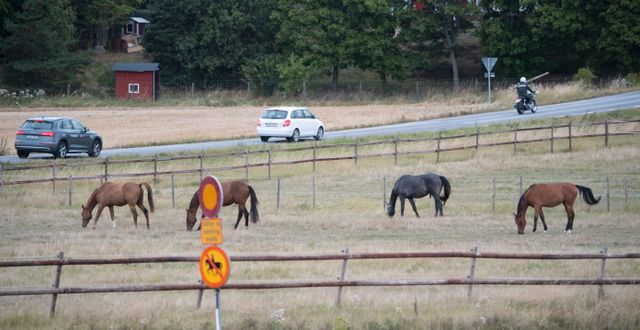 Hästar betar på en äng, arkivbild. Fredrik Sandberg/TT / TT NYHETSBYRÅN