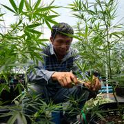 Cannabisodling i östra Thailand, 5 juni. 