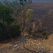 Kor betar på nyskövlad mark i delstaten Para, Brasilien, den 23 augusti 2020. Köttnäringen är en av de största drivande faktorerna bakom avverkningen av regnskog. 