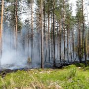 Bild tagen vid skogsbranden i Broddbo-Hedbo, nordväst om Sala, den 5 juni. 