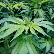 Arkivbild. Cannabisplantor. 