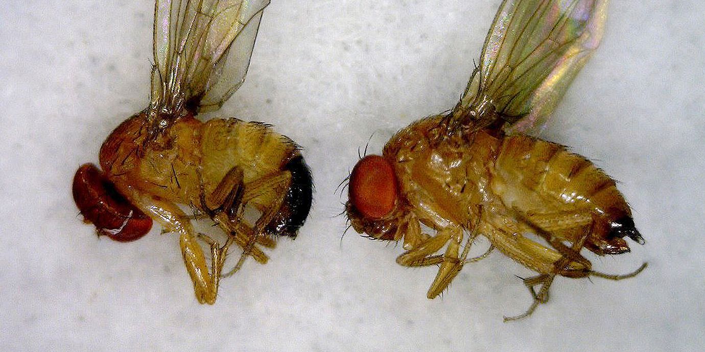 Två fruktflugor, en hona och en hane. De här två individerna har båda nått slutet av sina liv.
