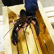Göteborgs fiskeauktion auktionerar ut årets första humrar.