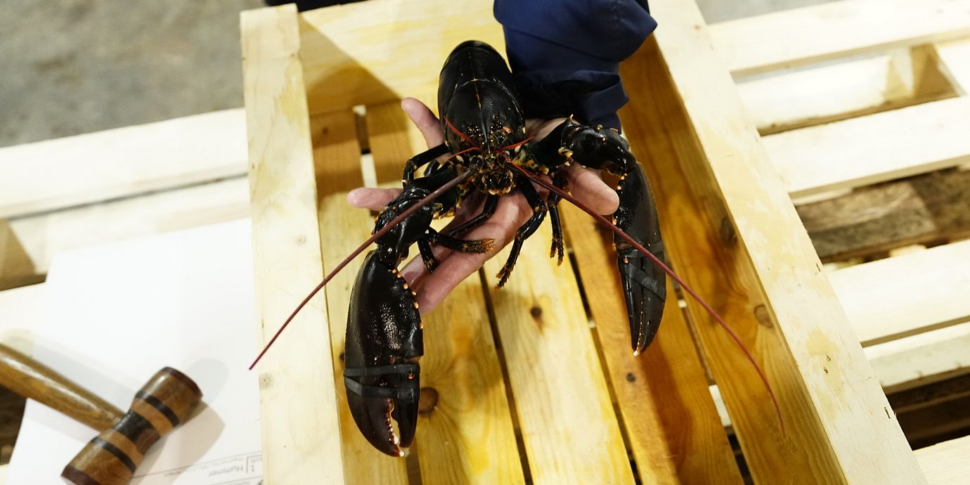 Göteborgs fiskeauktion auktionerar ut årets första humrar.