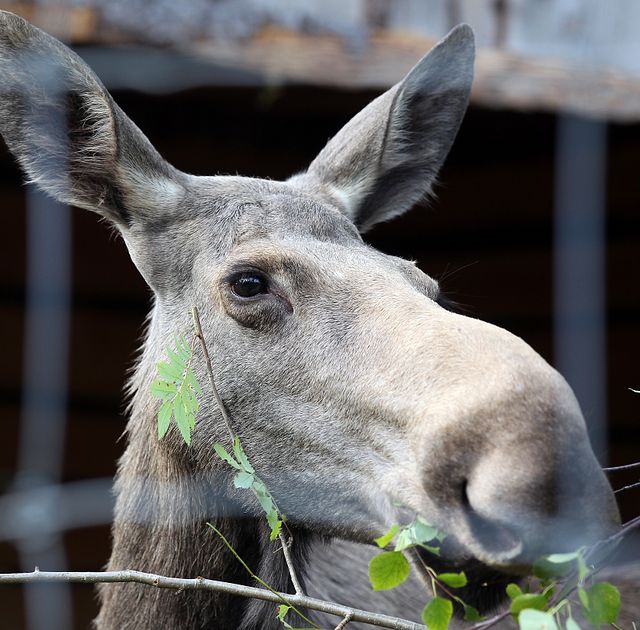 Polisen: Vi tvingas skjuta älgar på grund av selfies