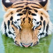 Arkivbild, siberisk tiger