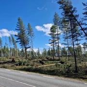 Träd som skadades i ovädret Hans. 