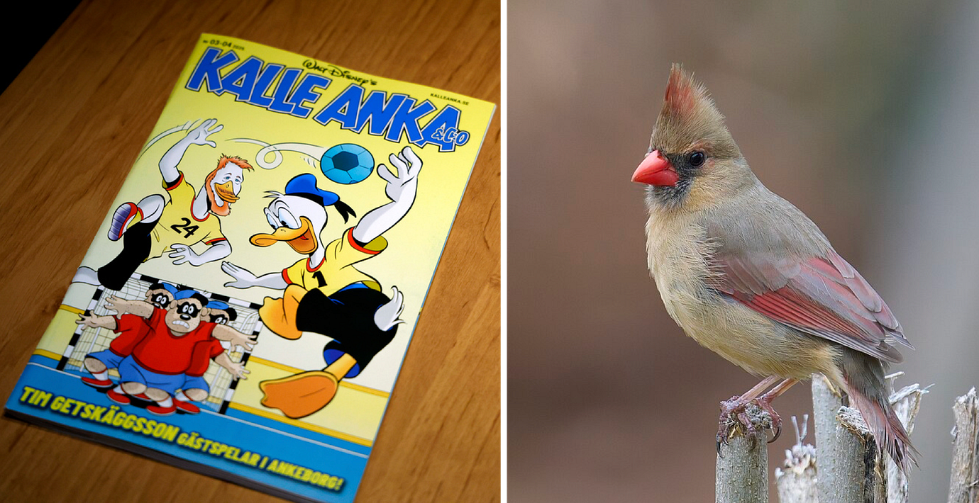 Kalle Anka-tidning/Honor av arten röd kardinal är bland de sjungande.