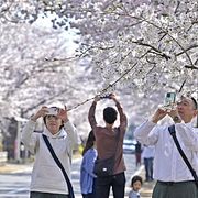 Bild från Fukushima, där människor tar bilder på de ikoniska körsbärsträden.