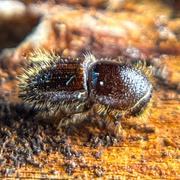 Granbarkborren är en skalbagge som är cirka 4 millimeter lång.