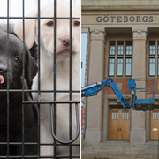 Arkivbild på labradorer och fasaden på Göteborgs universitet. 