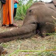 En död elefant i Sri Lanka.