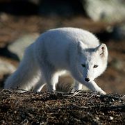 En fjällräv, arkivbild.