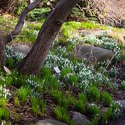 Snödroppar i Trädgårdsföreningen i Göteborg