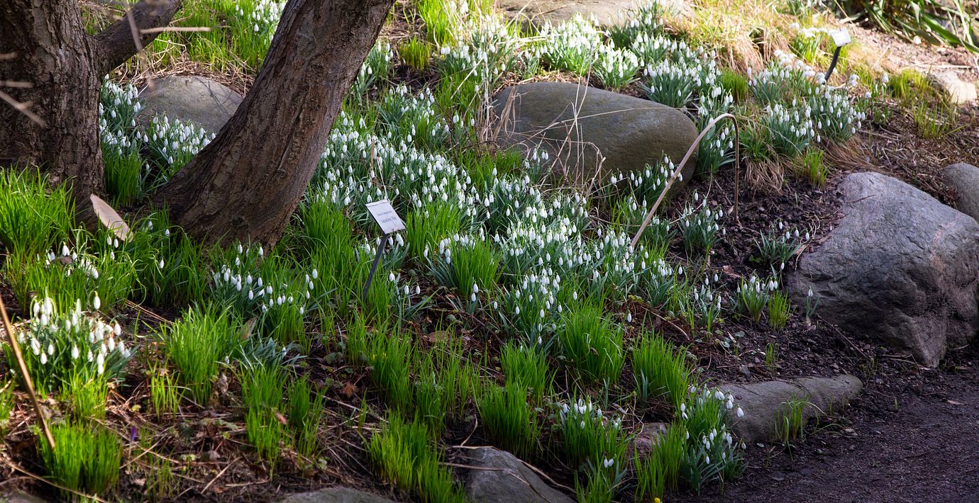 Snödroppar i Trädgårdsföreningen i Göteborg